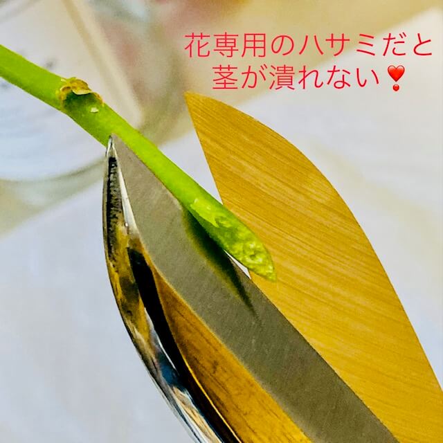 花用のハサミだと、茎が潰れない